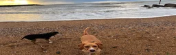 Mixed Breed dogs for sale: 18 month old lab beagle cross - Advert 1