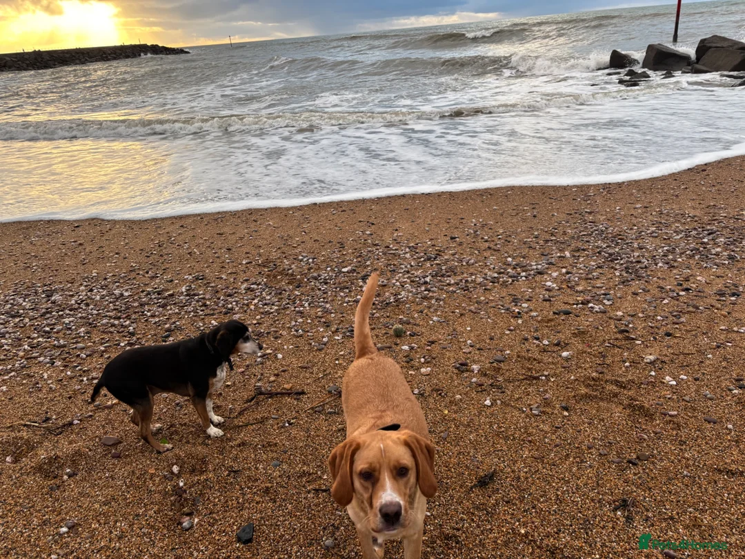 Mixed Breed dogs for sale: 18 month old lab beagle cross - Advert 1