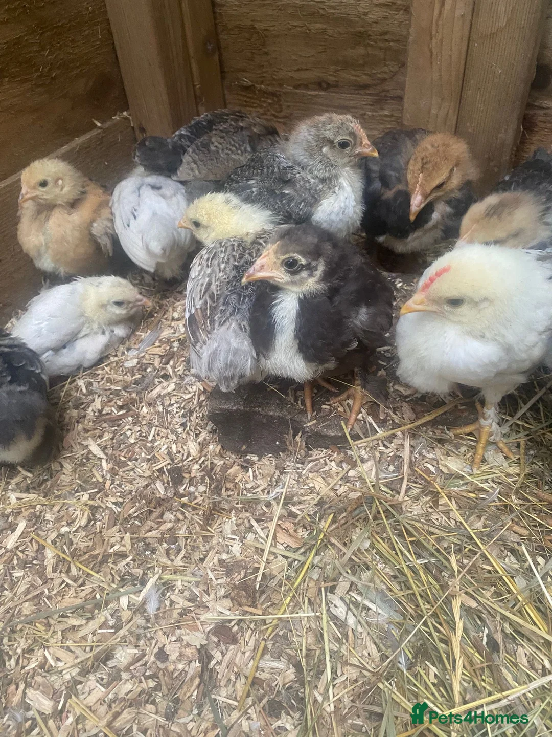 Chickens poultry for sale: Chickens and chicks read description - Advert 11