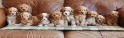 Cavapoo dogs for sale: Stunning Health Tested F1b Miniature Cavapoos - Advert 1