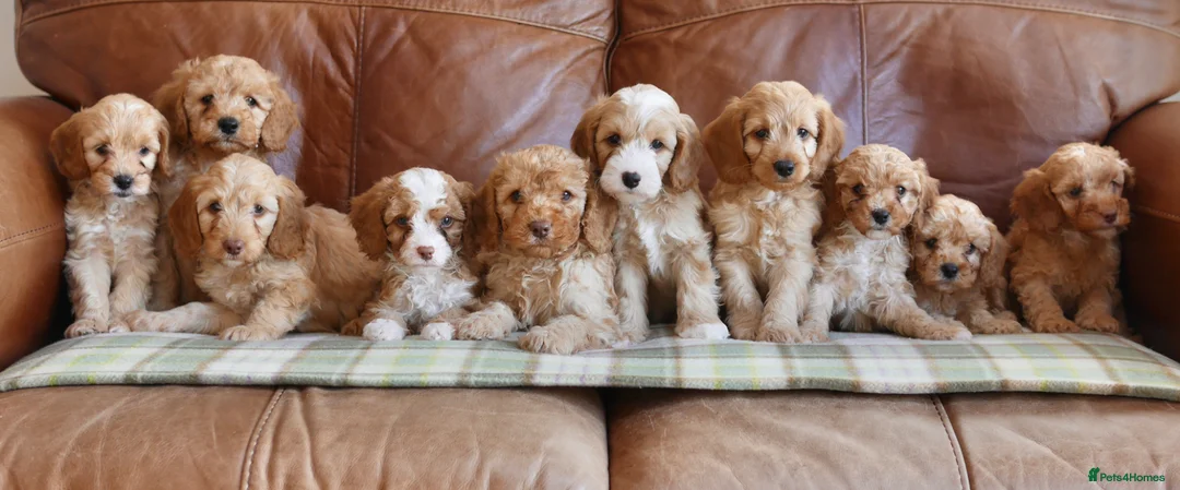 Cavapoo dogs for sale: Stunning Health Tested F1b Miniature Cavapoos - Advert 1