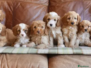 Cavapoo dogs for sale: Stunning Health Tested F1b Miniature Cavapoos - Advert 4