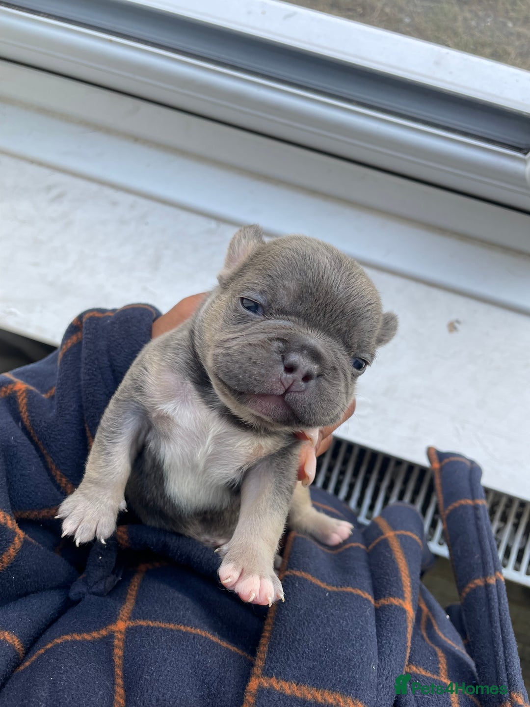 French Bulldog dogs for sale: Two gorgeous French puppies  - Image 9