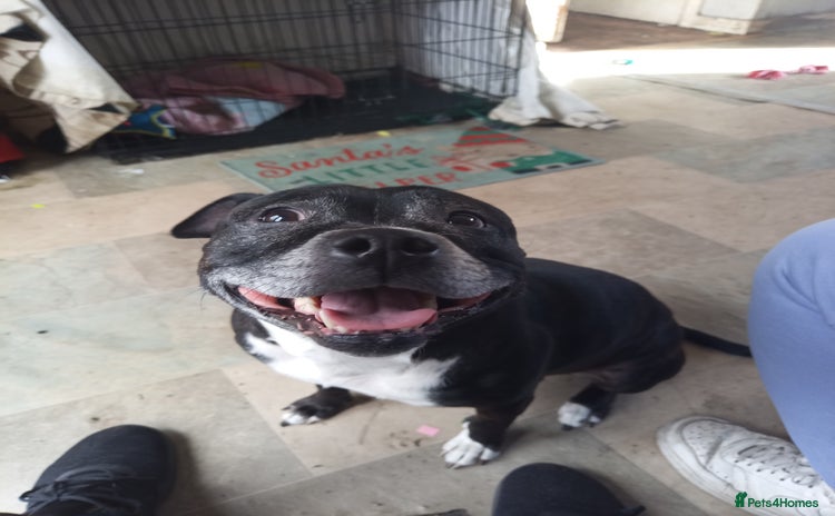Staffordshire Bull Terrier dogs - Advert 1