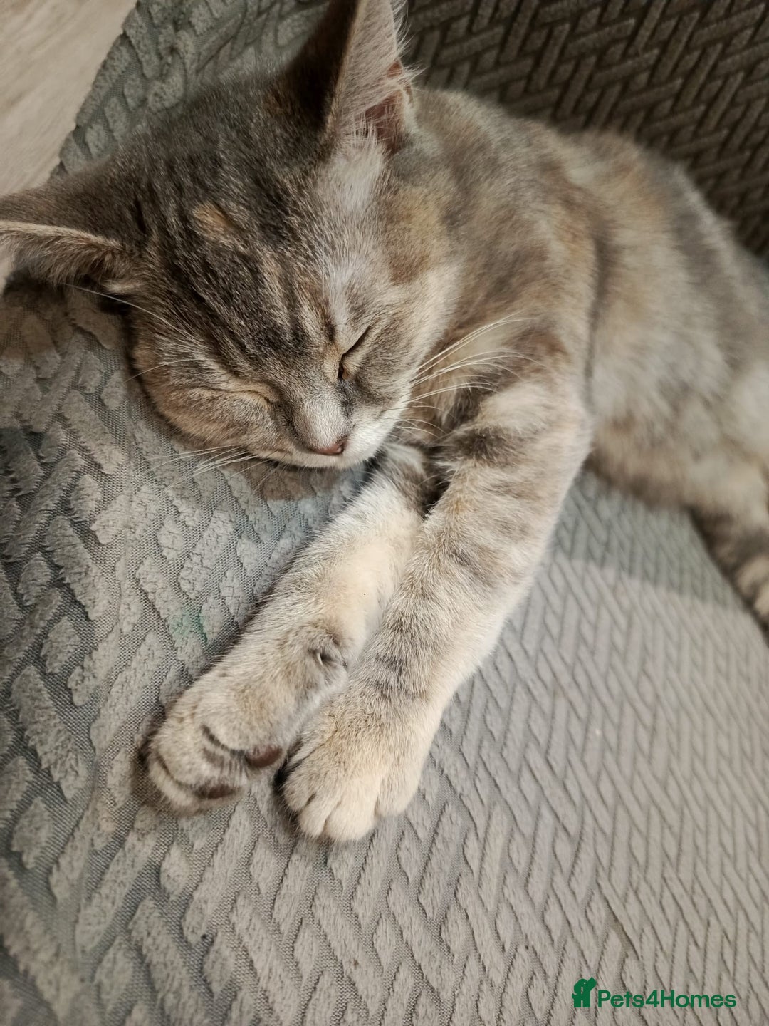 British Shorthair cats for sale: 4 beautiful British Shorthair kittens for sale - Advert 18