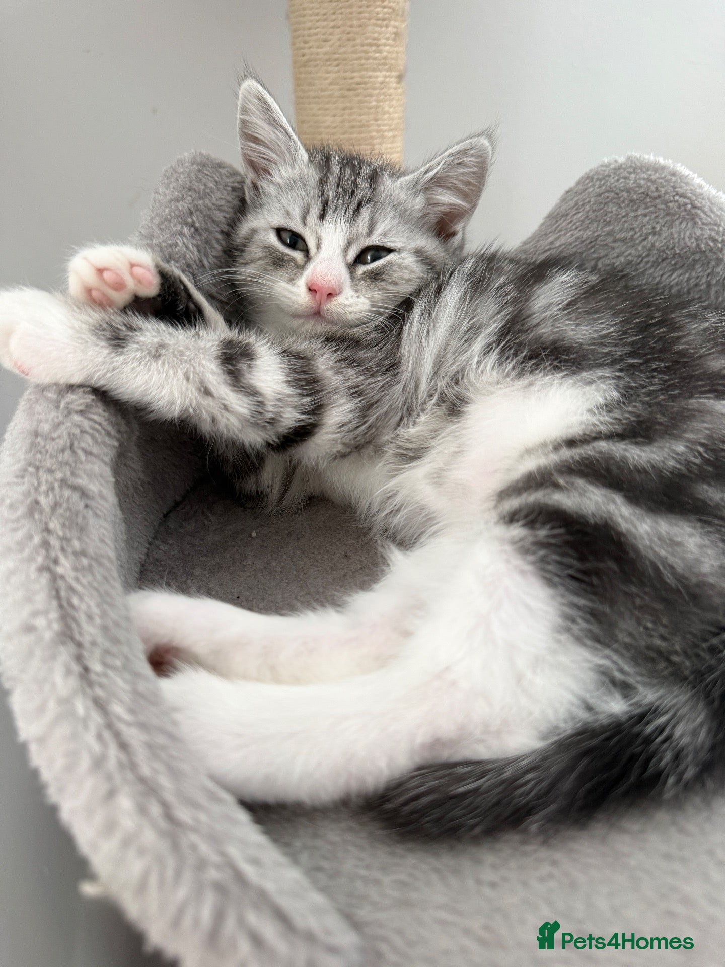 Persian cats Persian silver kittens 🩷 1 left ready to go! - Advert 2