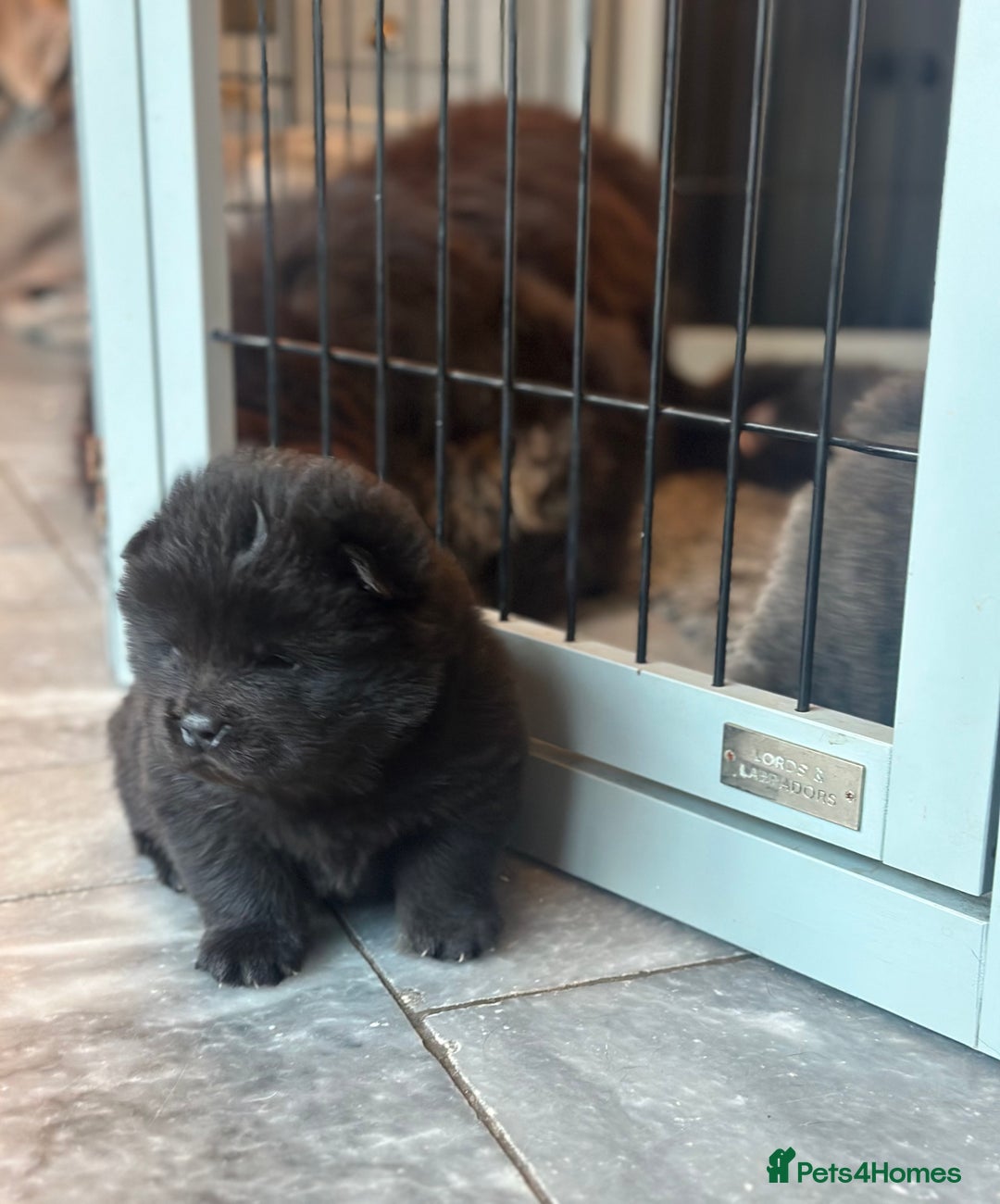 Chow Chow dogs for sale: KC reg chow chows  - Advert 12
