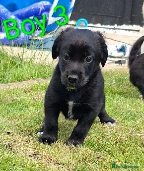 Mixed Breed dogs LAST little boy Cockerpom puppy 🐶 - Advert 1