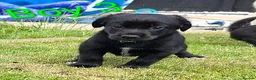 Mixed Breed dogs for sale: Cockerpom puppys 🐶 - Advert 3