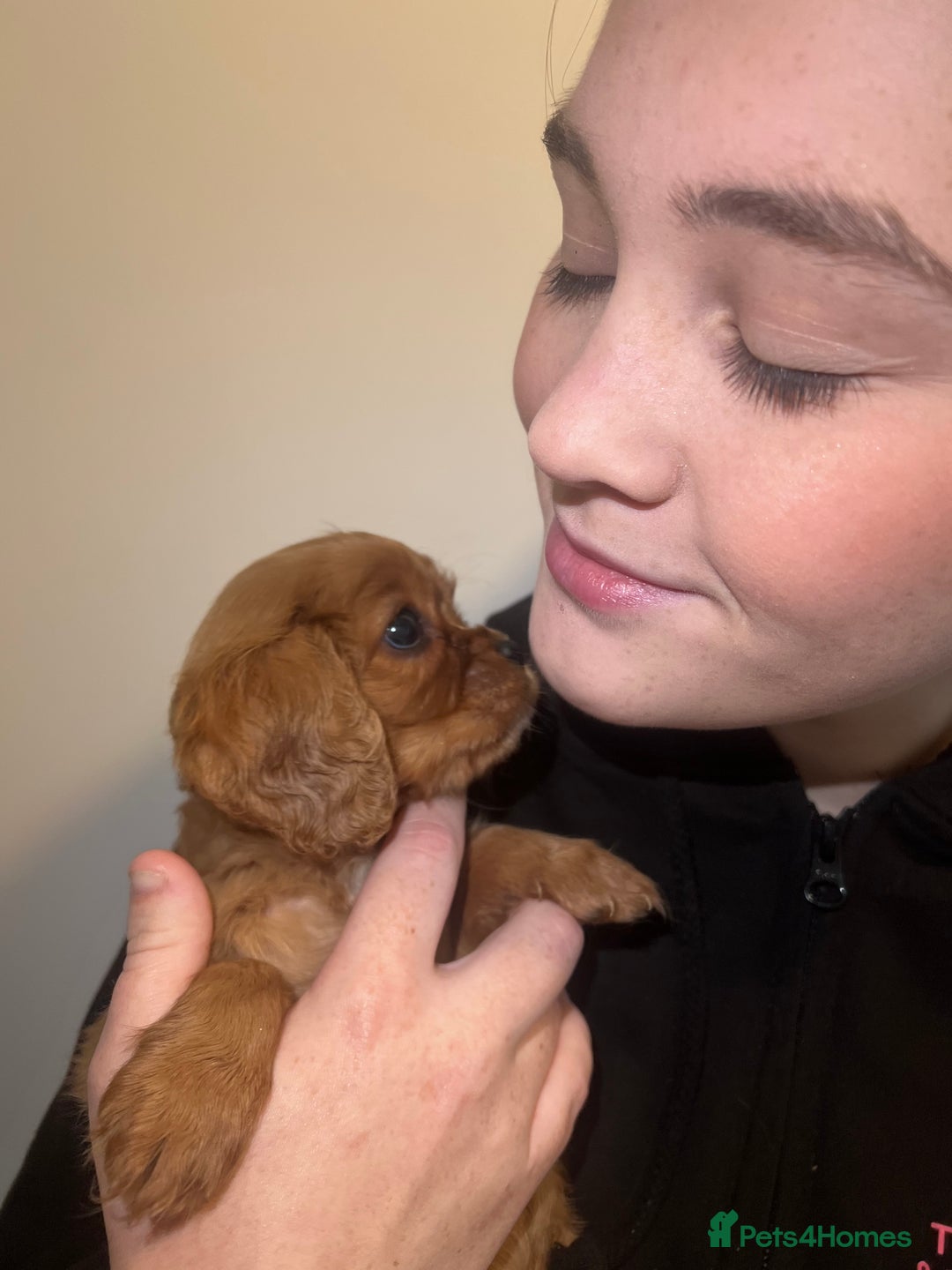 Cavalier King Charles Spaniel dogs for sale: cavalier king charles spaniels 1 little girl left - Image 8