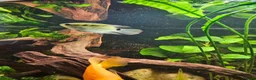 Cichlids fish for sale: 2 Festivum cichlid fish - Advert 5
