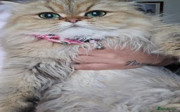 Persian cats for sale: 🪙 😺Golden Persian Chinichila Girl Left  - Image 8