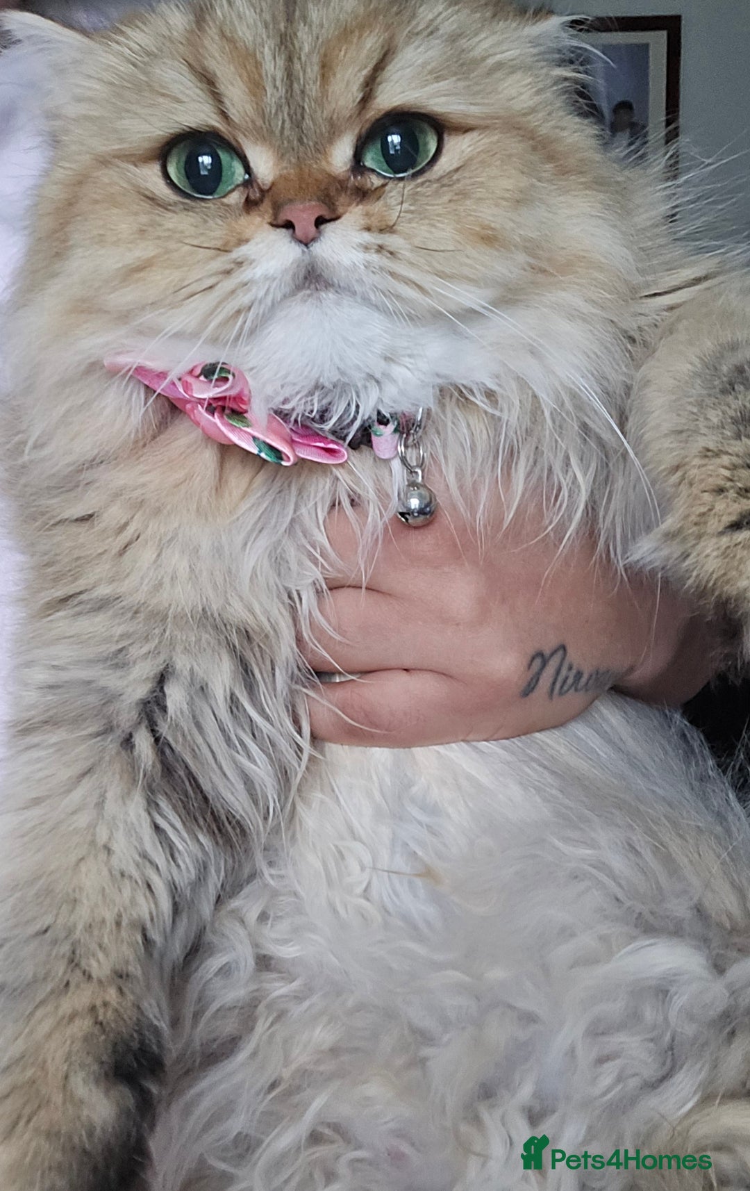 Persian cats for sale: 🪙 😺Golden Persian Chinichila Girl Left  - Image 8