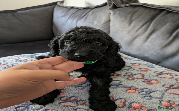 Cockapoo dogs - Advert 15