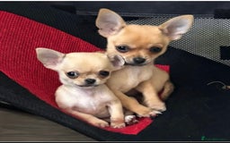 Chihuahua dogs for sale: 1 tiny tea-cup boy chihuahua.  - Image 5