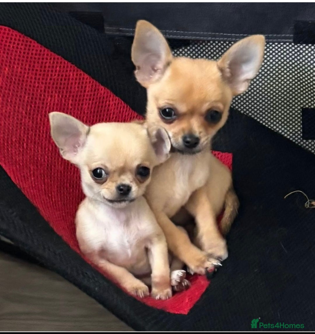 Chihuahua dogs for sale: 1 tiny tea-cup boy chihuahua.  - Image 5