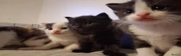Maine Coon cats for sale: Fluffy Ragdoll x Maine Coon Kittens Available Soon - Advert 12