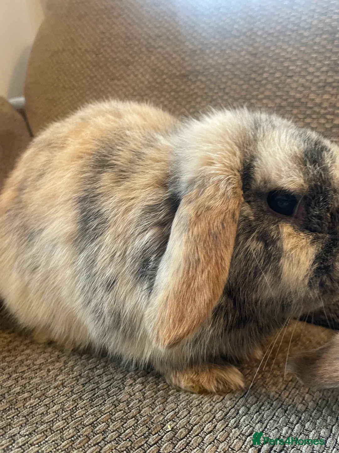 Mini Lop rabbits for sale: Mini Lop rabbits  - Advert 2