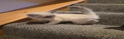 Ragdoll cats for sale: 3 REMAINING Gorgeous blue and seal ragdoll kittens - Advert 5