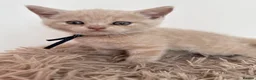 British Shorthair cats for sale: Sought after cream kittens - Advert 3
