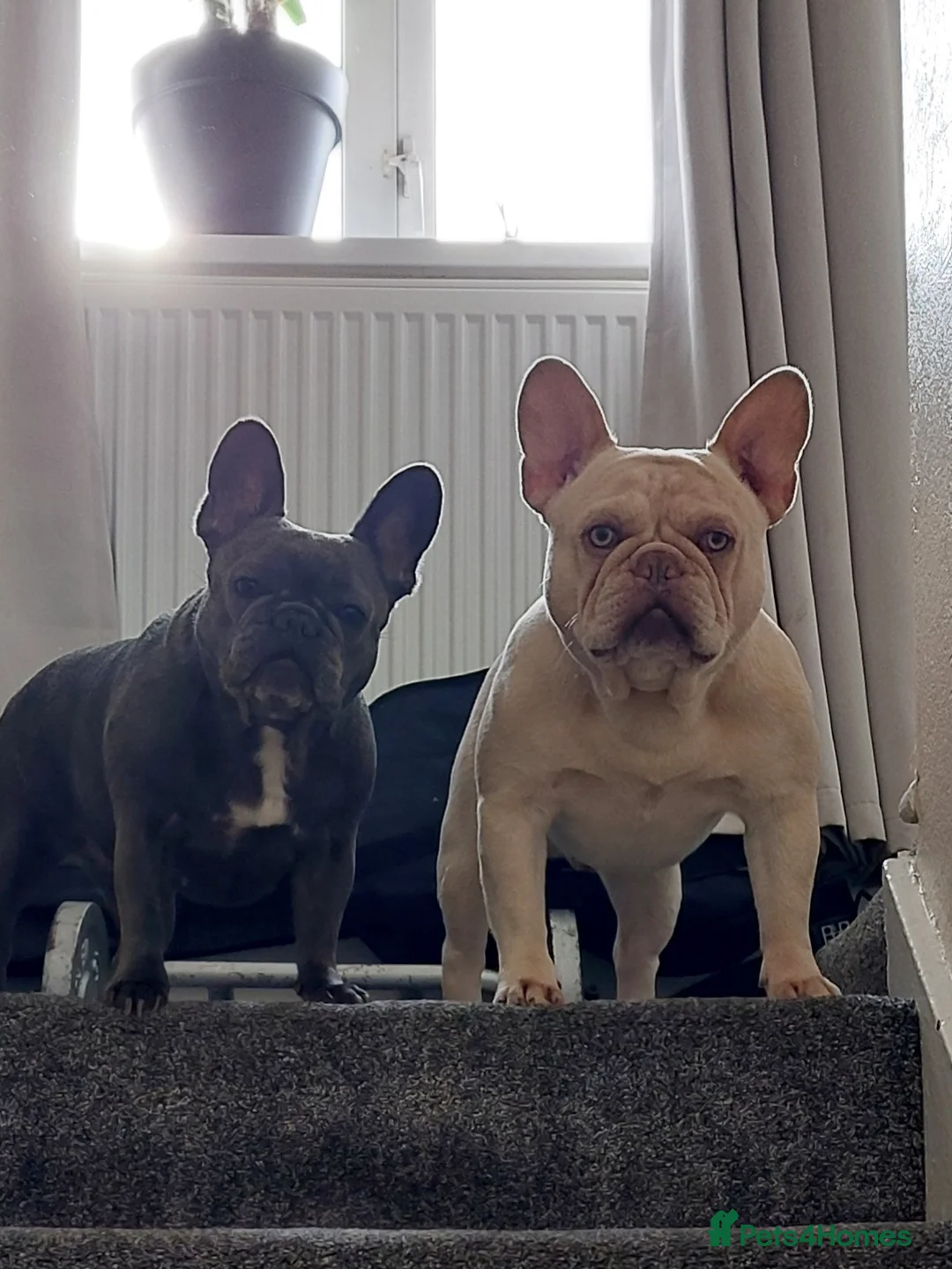 French Bulldog dogs for stud: Kc French bulldog Stud  - Advert 13