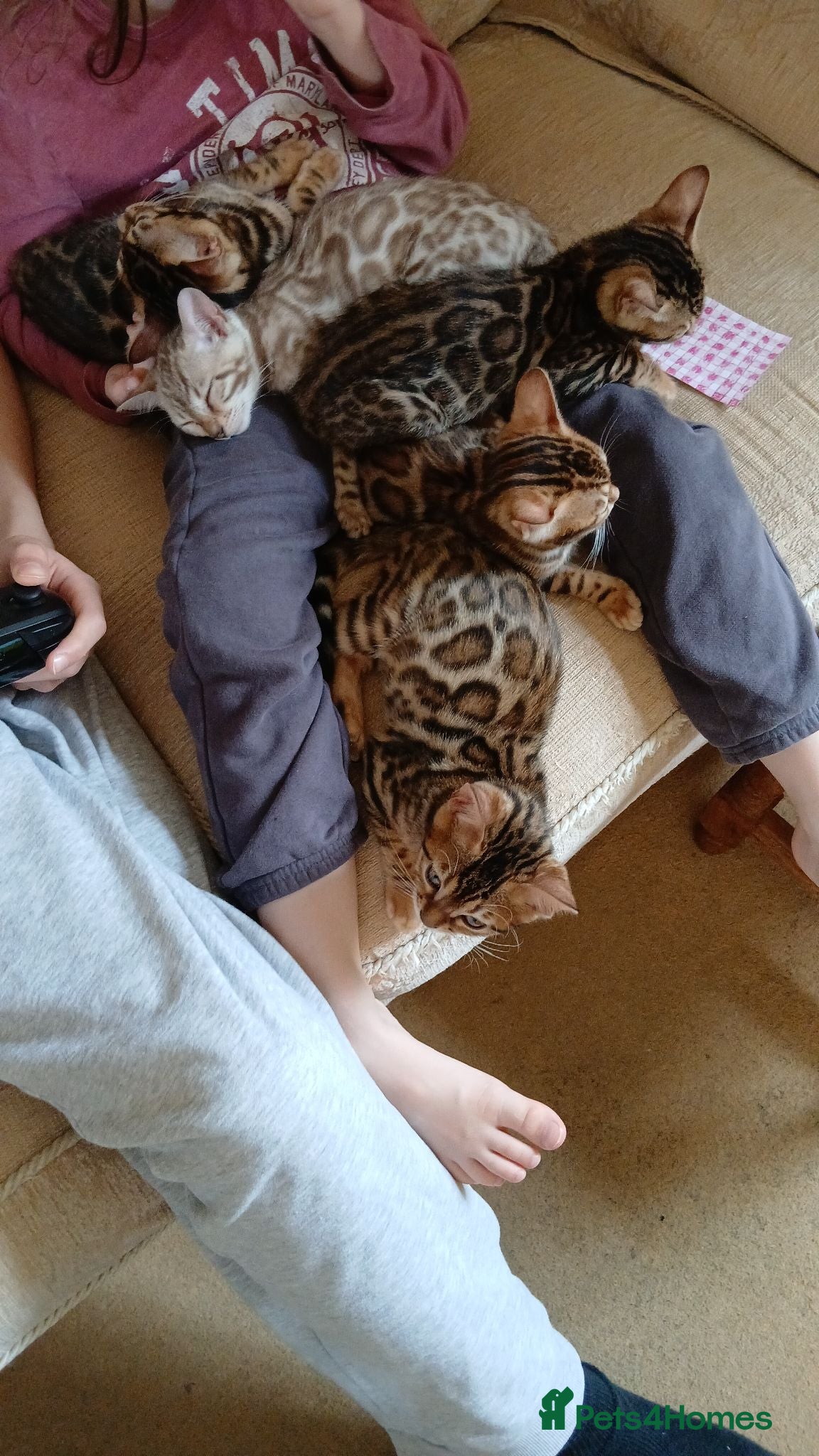 Bengal cats Family raised TICA Bengal kittens - Advert 11