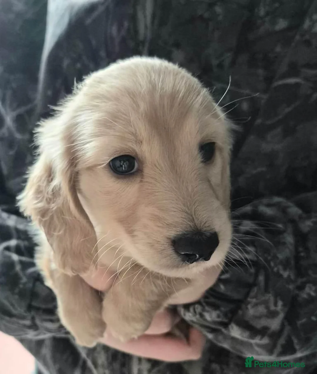 Miniature Dachshund dogs for sale: Playful Creamy Miniature Dachshund Puppies in Portsmouth - Advert 10