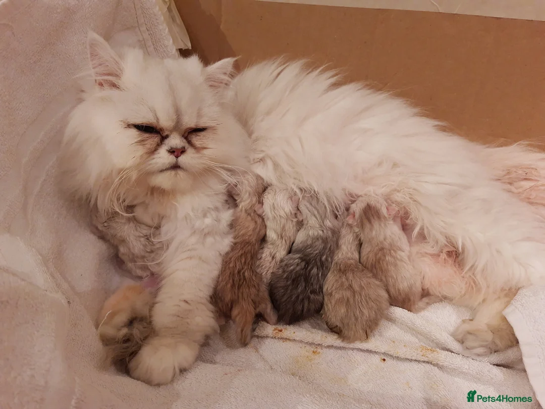 Persian cats for sale: 🍁White black tipped Persian kittens ready now - Advert 16