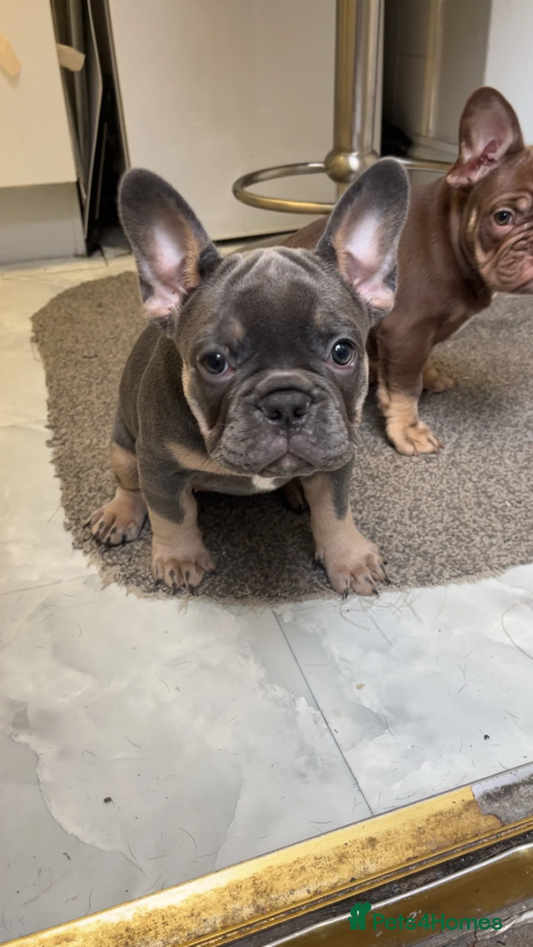 French Bulldog dogs for sale: Two puppies 1 of each sex - Advert 2