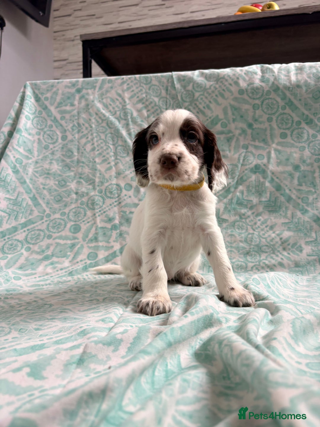 Cocker Spaniel dogs for sale: 2 cocker spaniel puppies for Sale - Advert 3