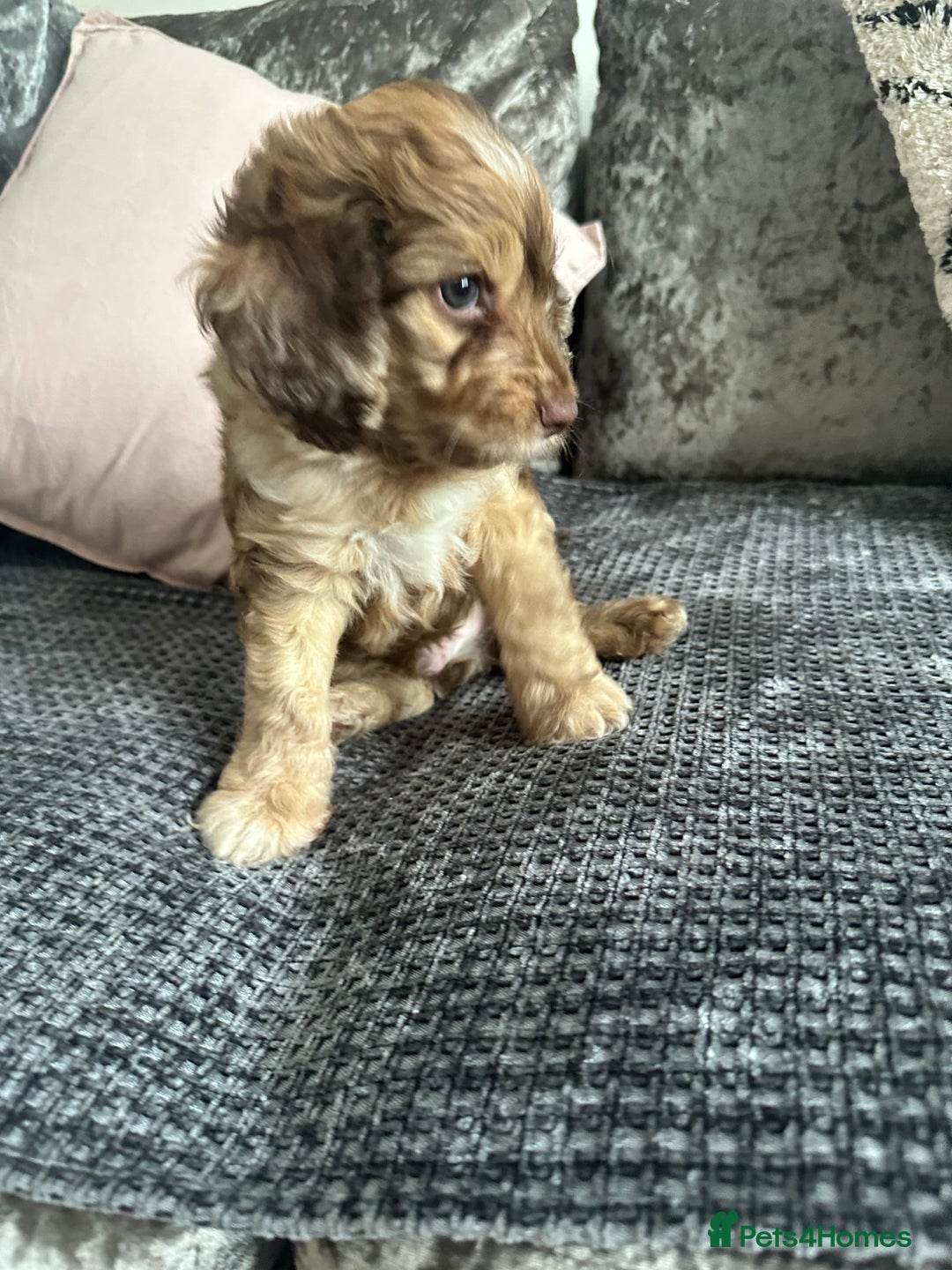 Cockapoo dogs for sale: ENGLISH SHOW F1 COCKAPOO BOY - Image 4