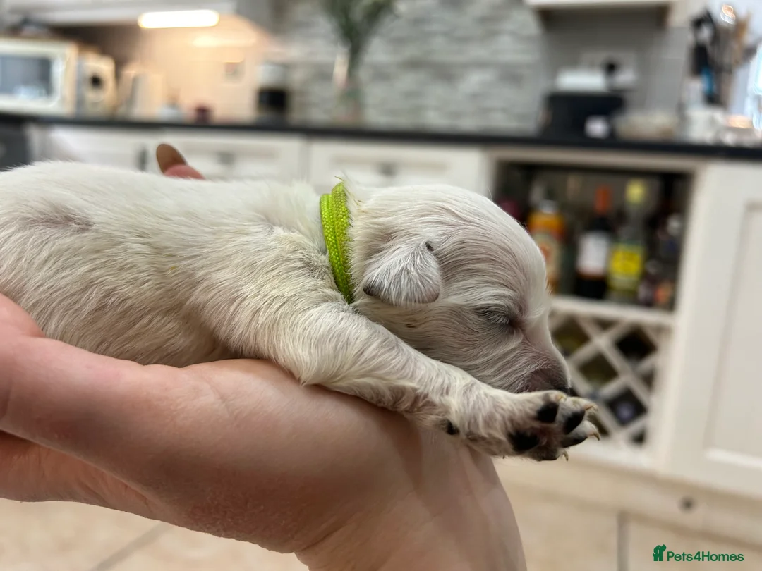 Golden Retriever dogs for sale: Gorgeous golden retriever pups - Advert 41