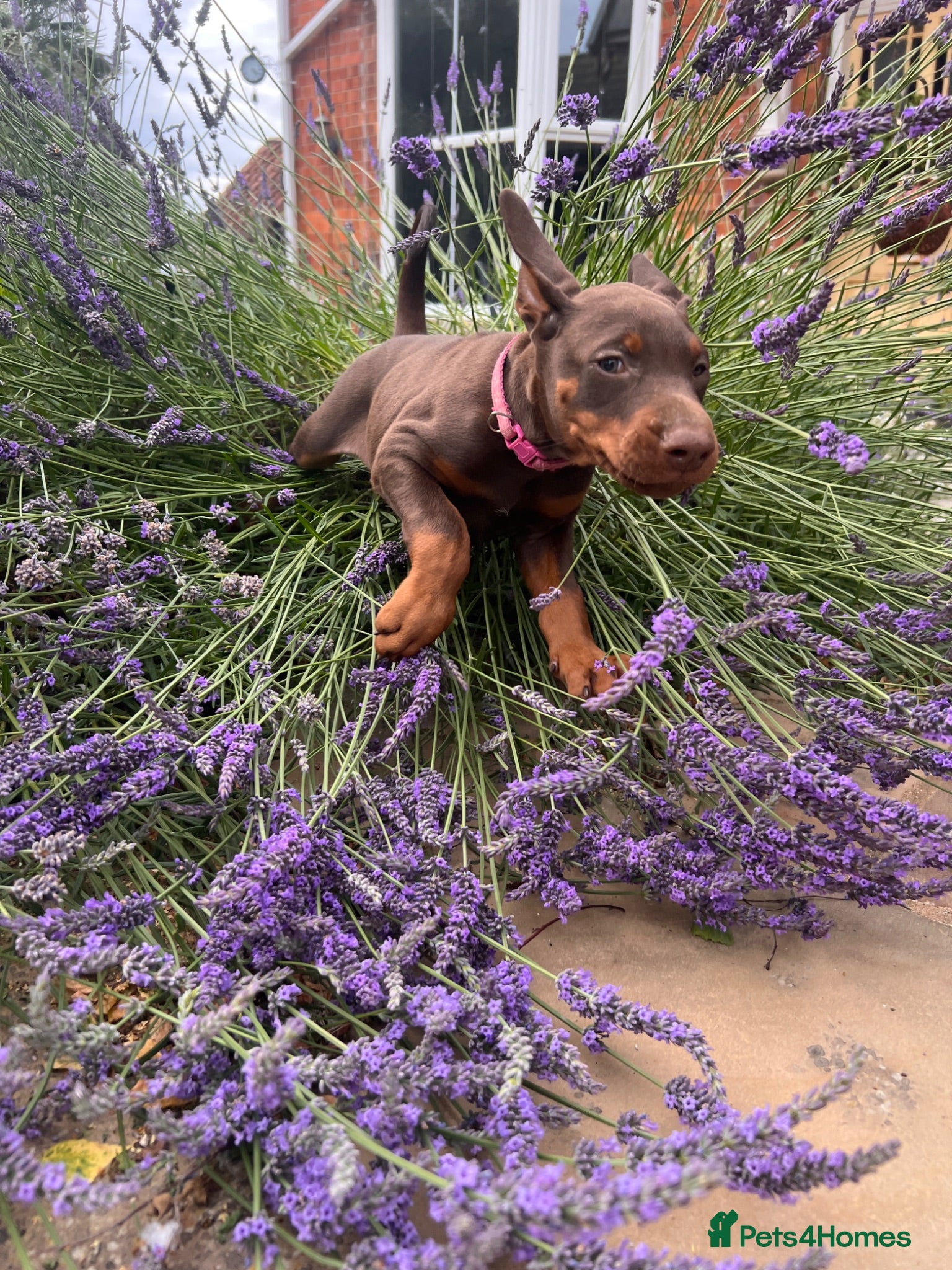 Dobermann dogs health tested Kc Reg dobermann puppies - Advert 1