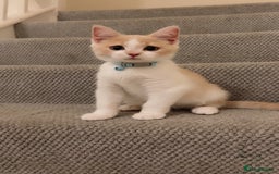 Mixed Breed cats for sale: Beautiful little boy - Image 11