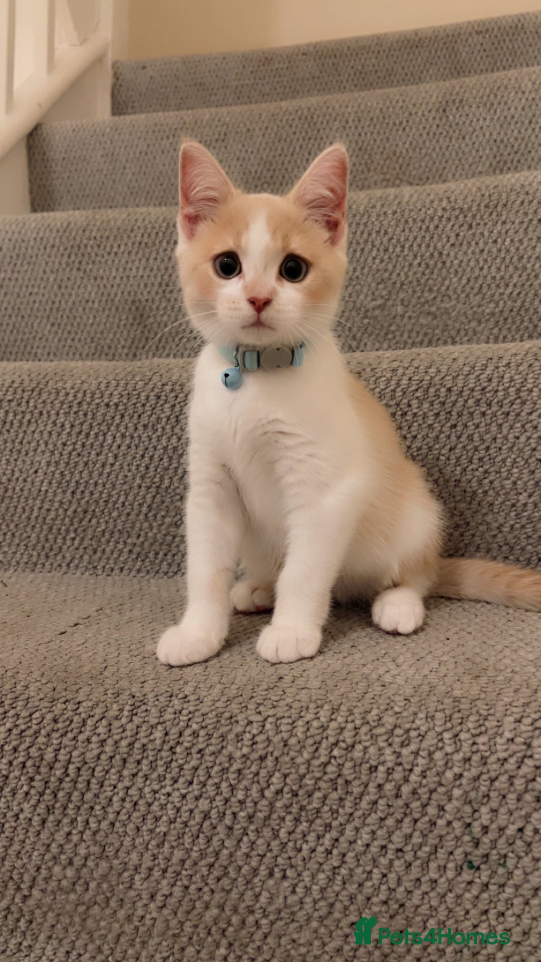 Mixed Breed cats for sale: Beautiful little boy - Image 11