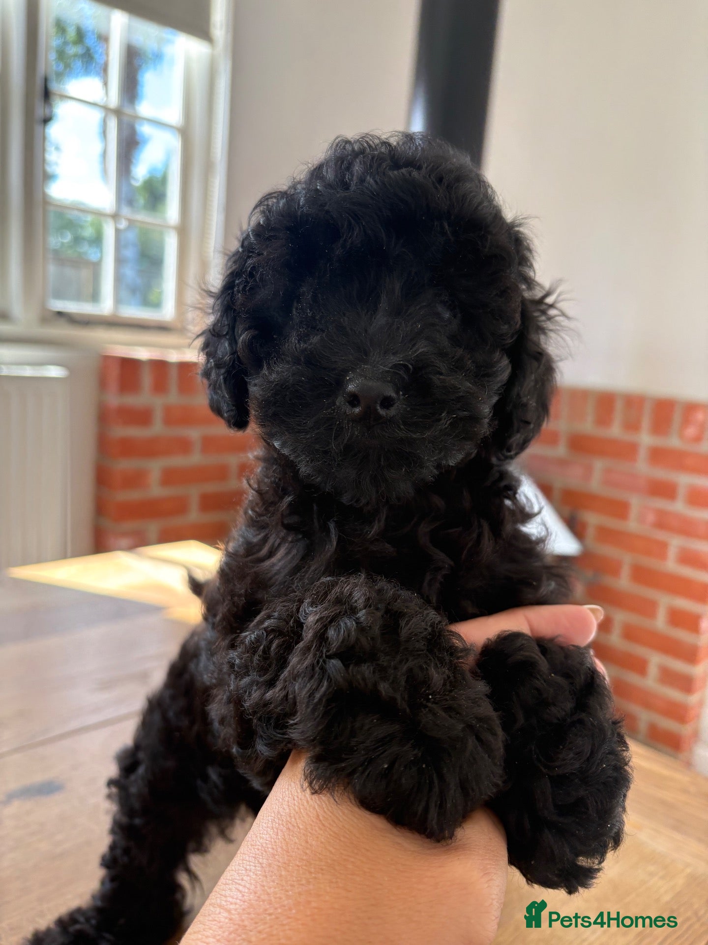 Cavapoo dogs Exceptional health tested Cavapoo puppies - Advert 2