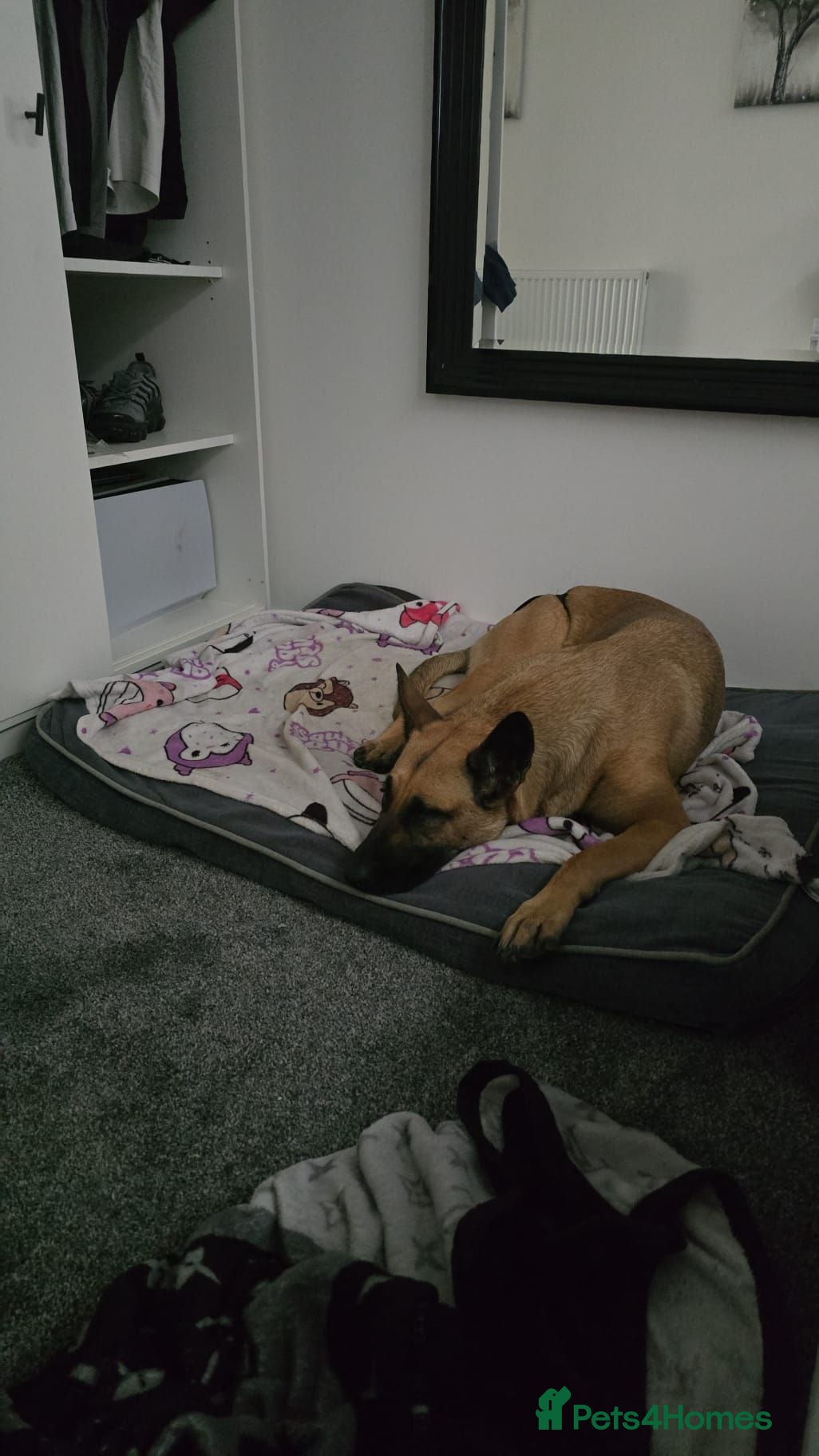 Belgian Shepherd Dog dogs Pups  - Advert 1
