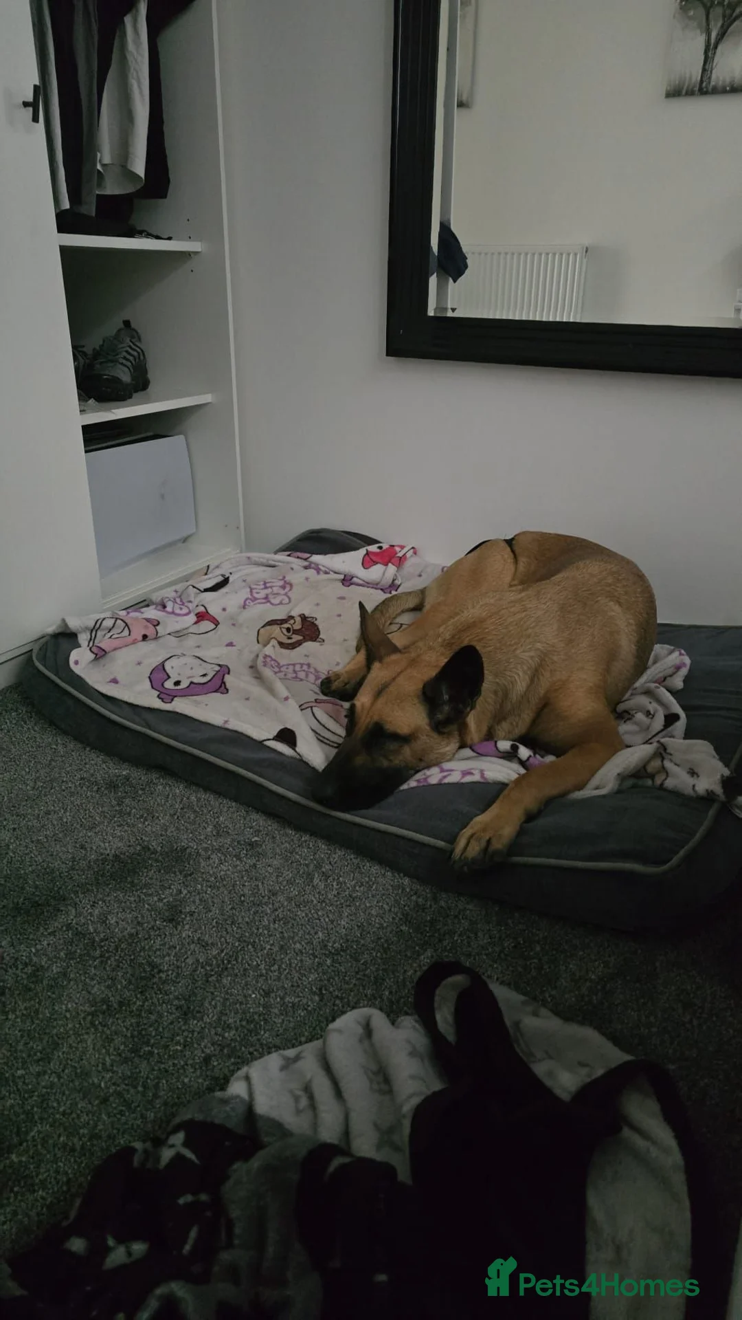 Belgian Shepherd Dog dogs for sale: Pups  - Advert 1