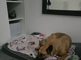 Belgian Shepherd Dog dogs Pups - Advert 1