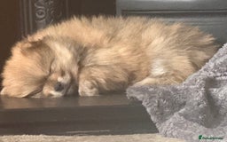 Pomeranian dogs for sale: Pomeranian Puppies For Sale - Image 9