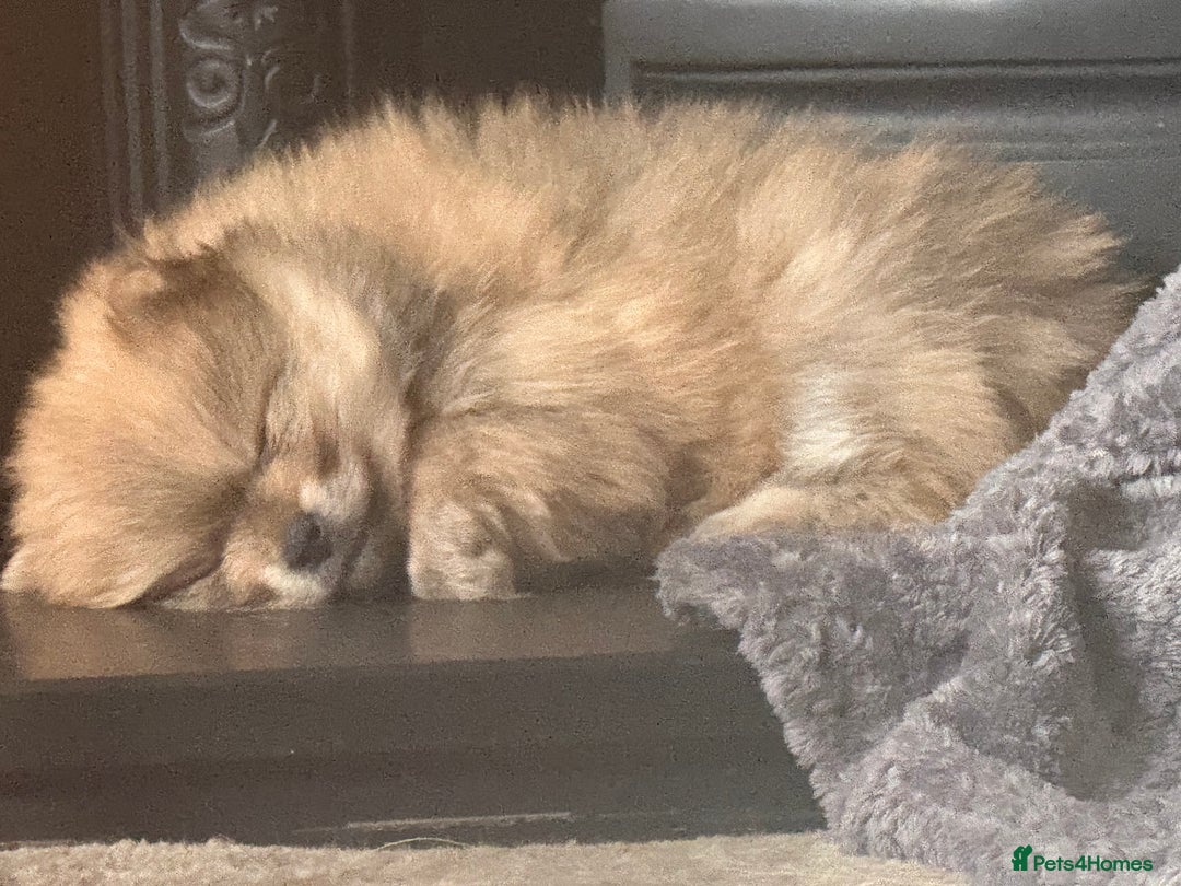 Pomeranian dogs for sale: Pomeranian Puppies For Sale - Image 9
