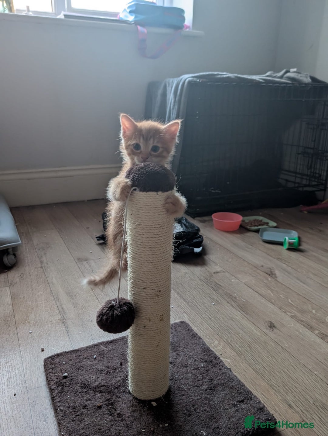 Mixed Breed cats for sale: Beautiful Kittens Available ✨️ in ELY - Image 28