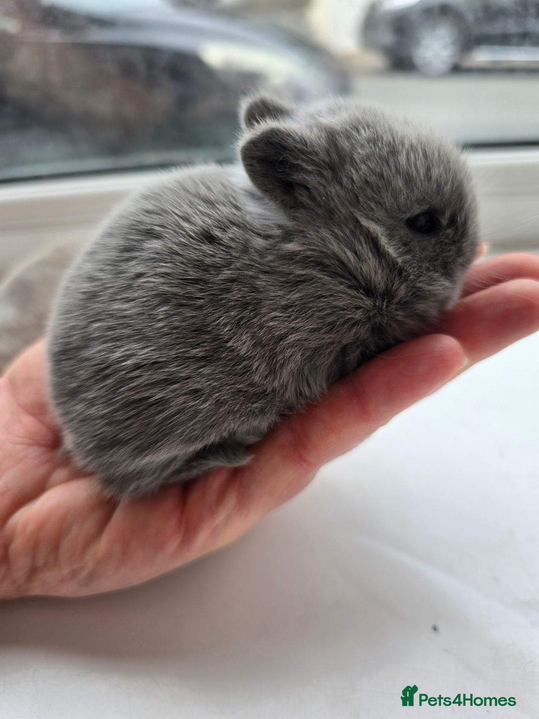 Netherland Dwarf rabbits for sale: Netherland Dwarfs bunnys  - Advert 3