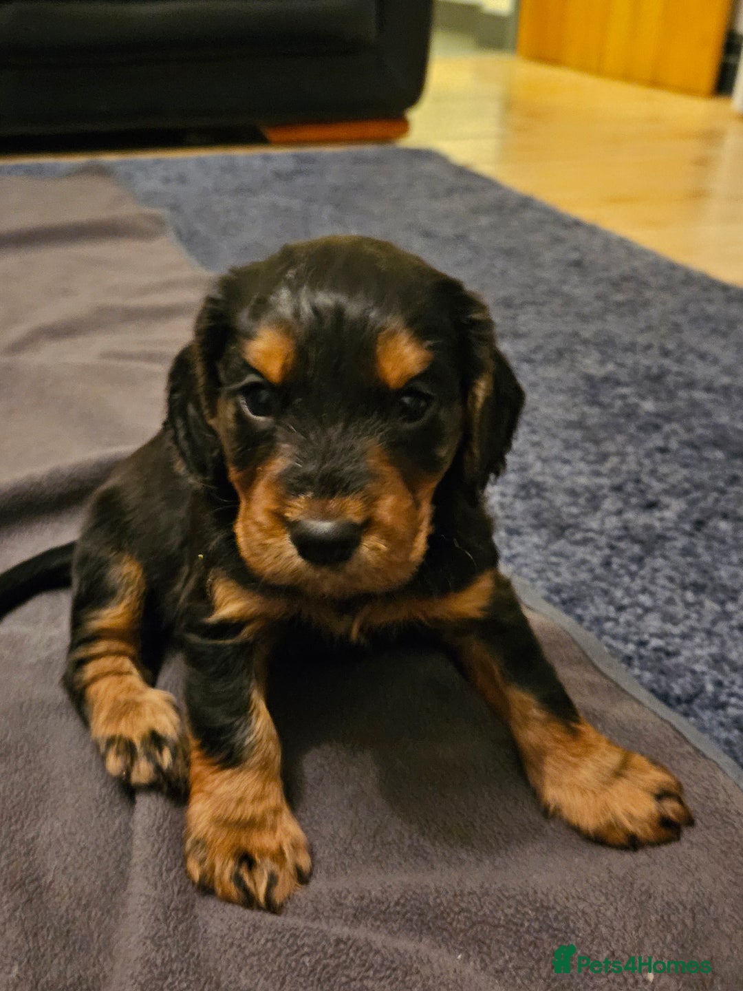 Cocker Spaniel dogs for sale: Working Cocker Spaniel Puppies  - Image 4