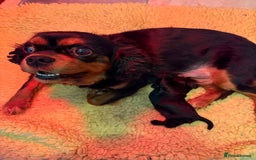 Cavapoo dogs for sale: F1 Beautiful Black Boy - Image 3