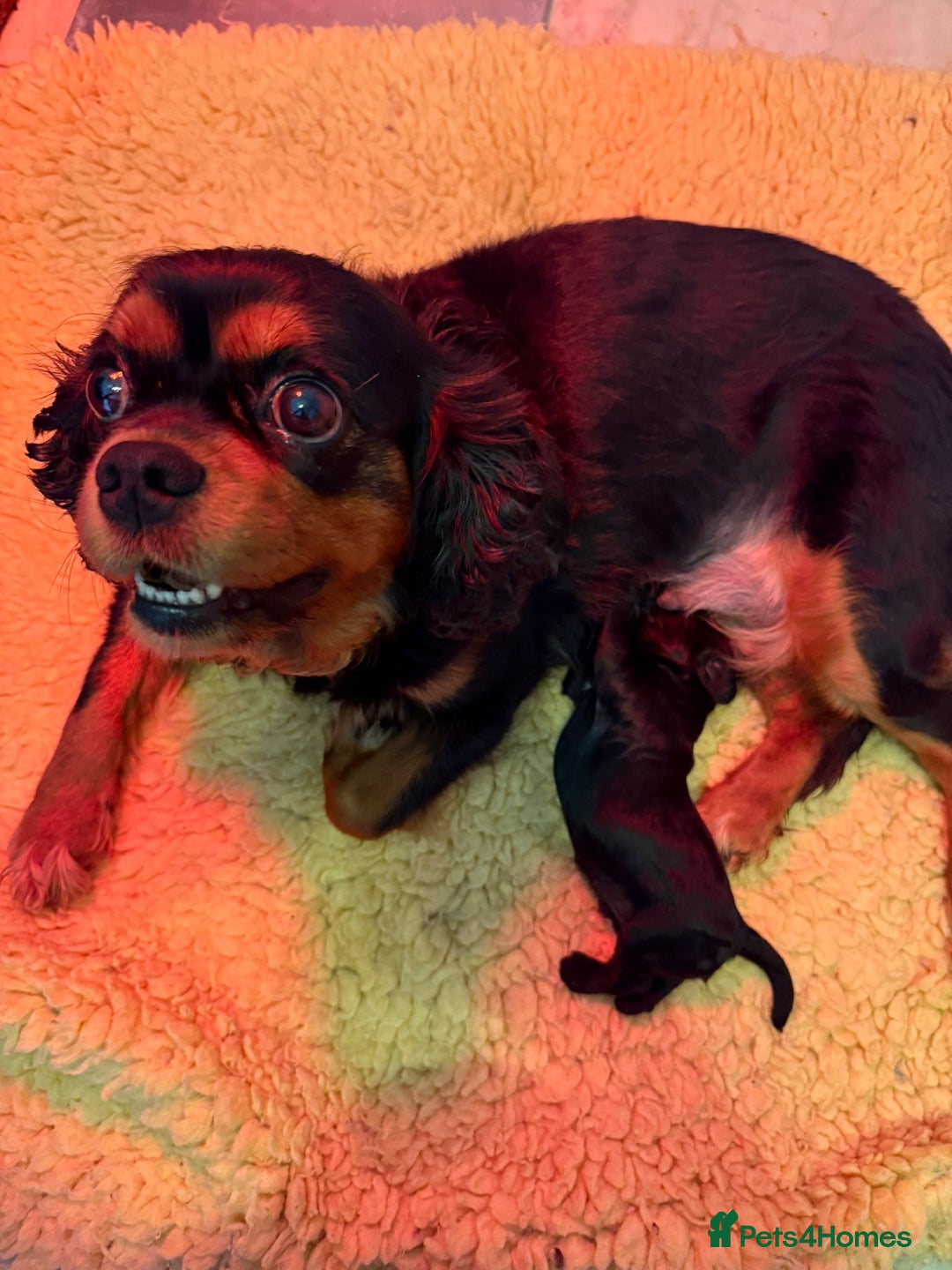 Cavapoo dogs for sale: F1 Beautiful Black Boy - Image 3