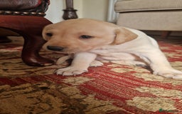 Labrador Retriever dogs for sale: Labrador puppies looking for 5* homes - Image 14