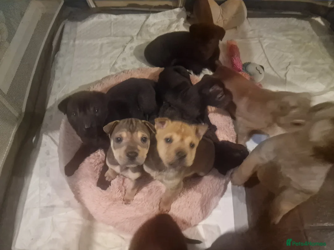 Mixed Breed dogs for sale: 11 chunky rottpei puppys  - Advert 13