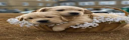 Golden Retriever dogs for sale: Available from Setember Golden Retrievers  - Advert 2