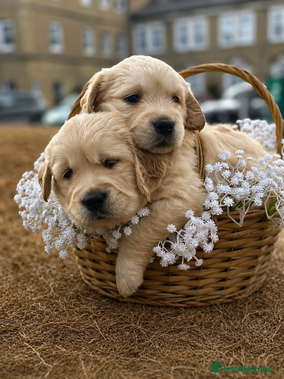 Golden Retriever dogs for sale: Available from Setember Golden Retrievers  - Advert 2
